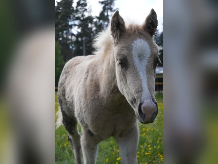Paint Horse Stute  Palomino in Deutschnofen