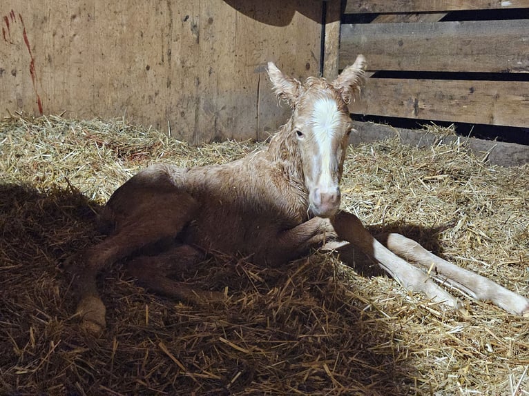 Paint Horse Stute  Palomino in Deutschnofen