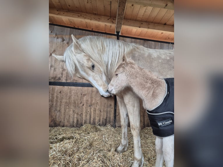 Paint Horse Stute  Palomino in Deutschnofen