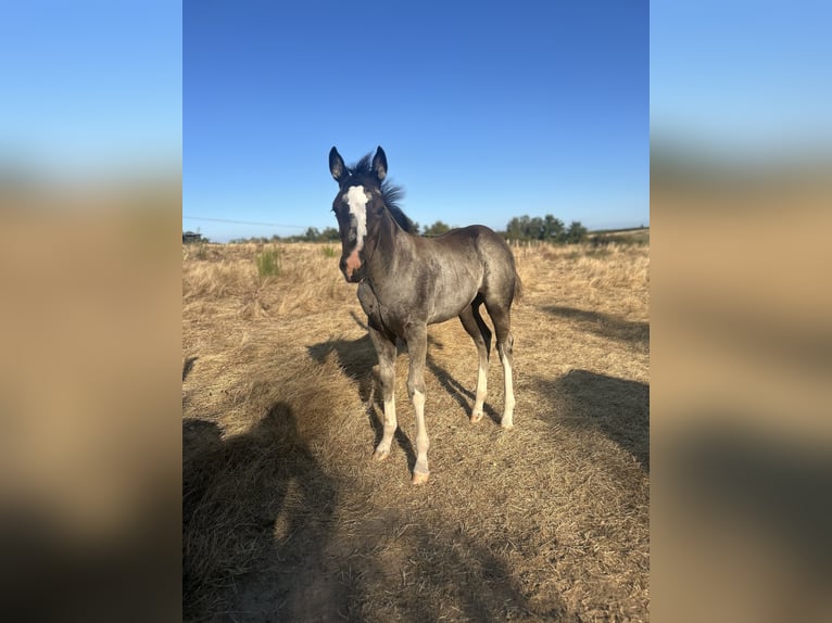Paint Horse Stute Fohlen (06/2025) Rappe in Soucieu en Jarrest
