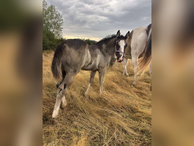 Paint Horse Stute Fohlen (06/2025) Rappe in Soucieu en Jarrest