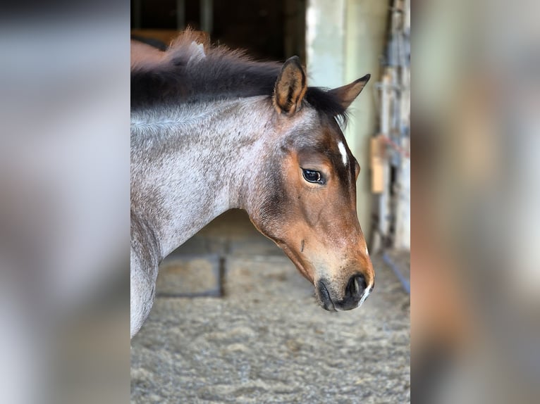 Paint Horse Stute  Roan-Bay in Blaubeuren Sonderbuch