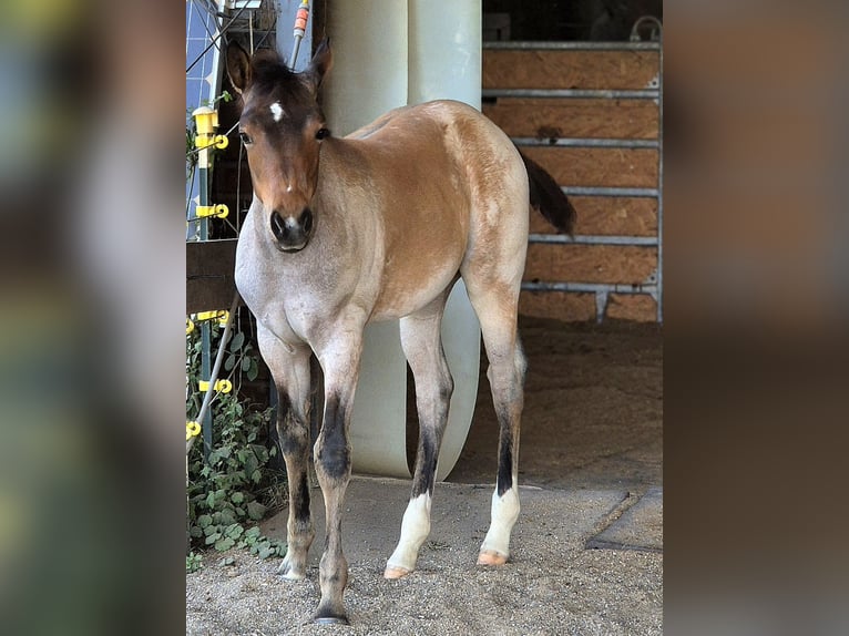 Paint Horse Stute  Roan-Bay in Blaubeuren Sonderbuch