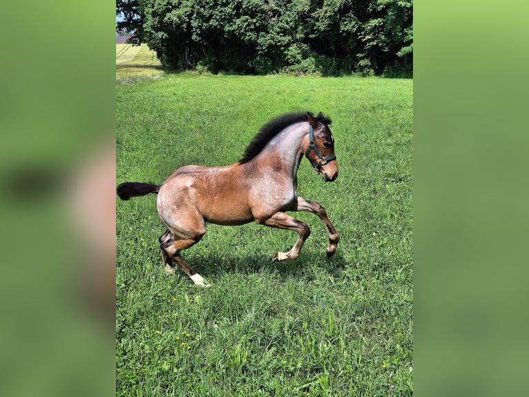 Paint Horse Stute  Roan-Bay in Blaubeuren Sonderbuch