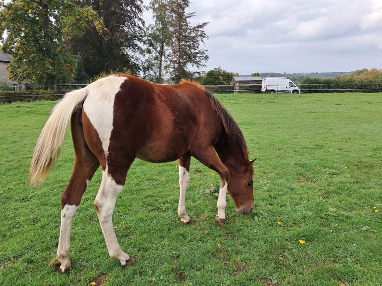 Paint Horse Stute Fohlen (02/2025) Tobiano-alle-Farben in Xhoris