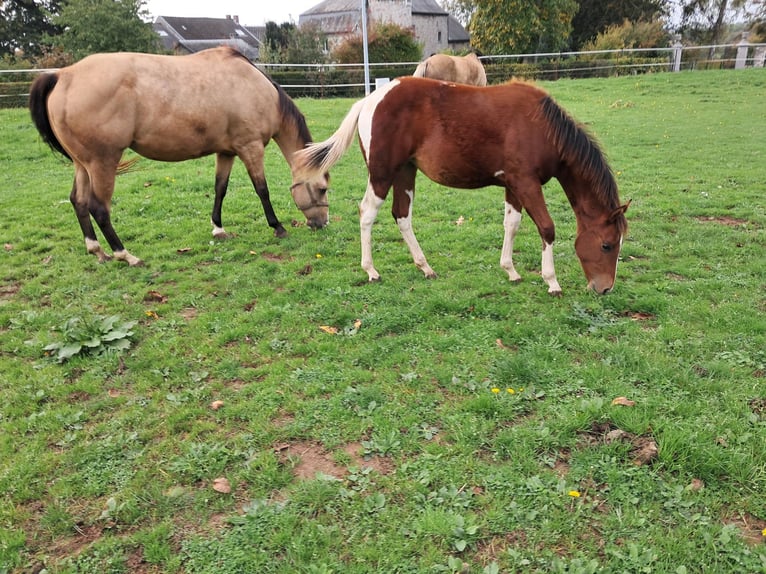 Paint Horse Stute Fohlen (02/2025) Tobiano-alle-Farben in Xhoris
