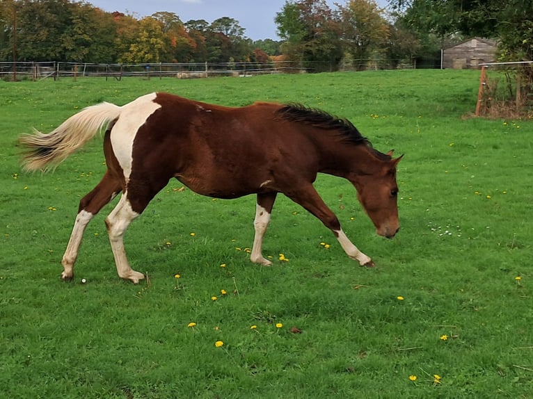 Paint Horse Stute Fohlen (02/2025) Tobiano-alle-Farben in Xhoris