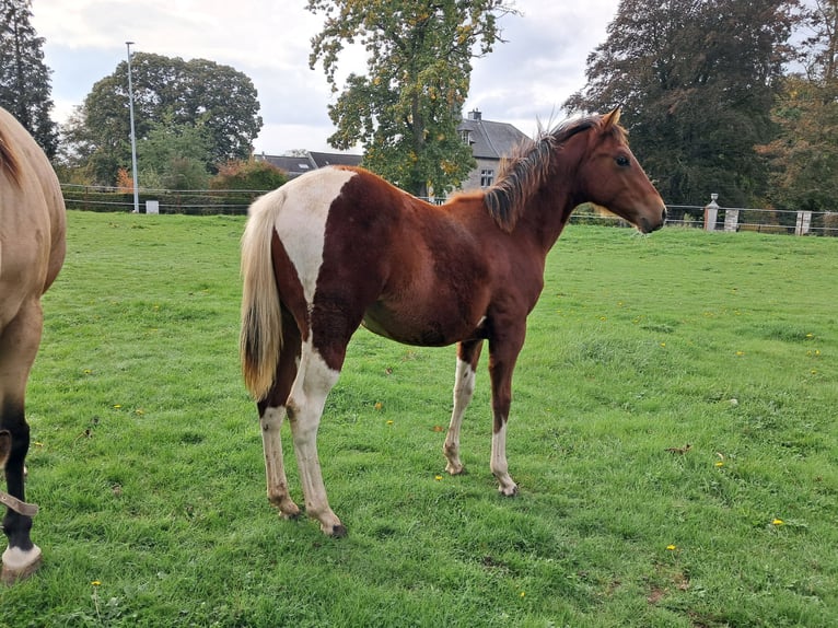 Paint Horse Stute Fohlen (02/2025) Tobiano-alle-Farben in Xhoris