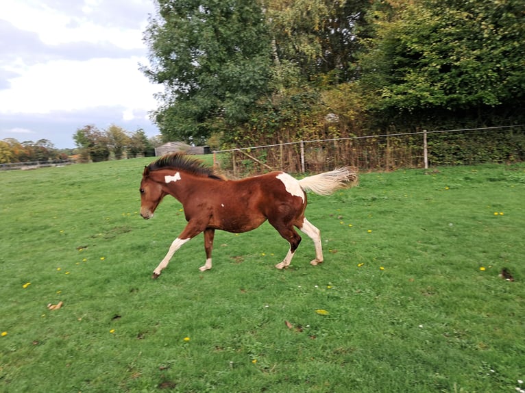 Paint Horse Stute Fohlen (02/2025) Tobiano-alle-Farben in Xhoris