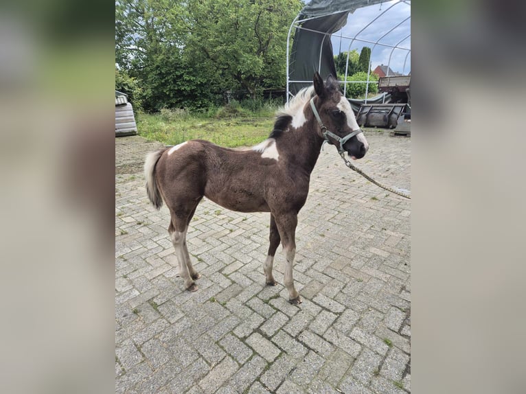 Paint Horse Stute Fohlen (04/2024) Tobiano-alle-Farben in herenthout