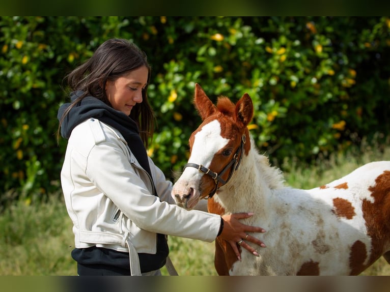 Paint Horse Stute  Tobiano-alle-Farben in Liempde