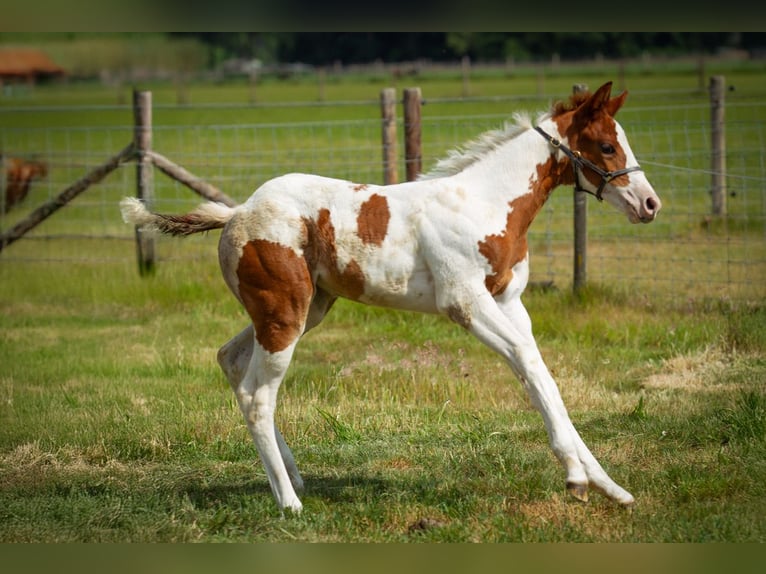 Paint Horse Stute  Tobiano-alle-Farben in Liempde