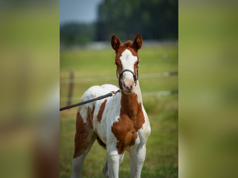 Paint Horse Stute  Tobiano-alle-Farben in Liempde