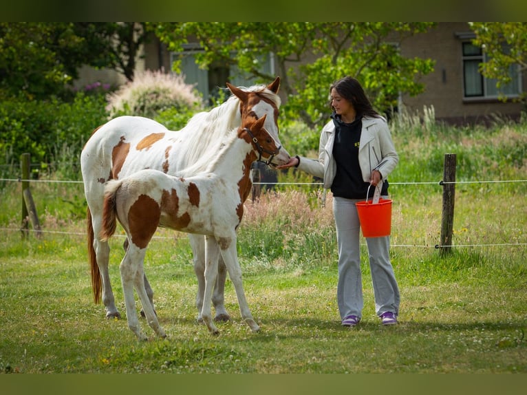 Paint Horse Stute  Tobiano-alle-Farben in Liempde