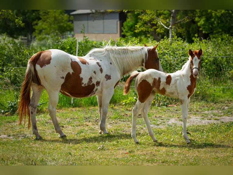 Paint Horse Stute  Tobiano-alle-Farben in Liempde