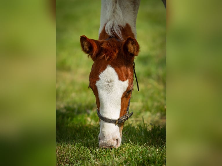 Paint Horse Stute  Tobiano-alle-Farben in Liempde