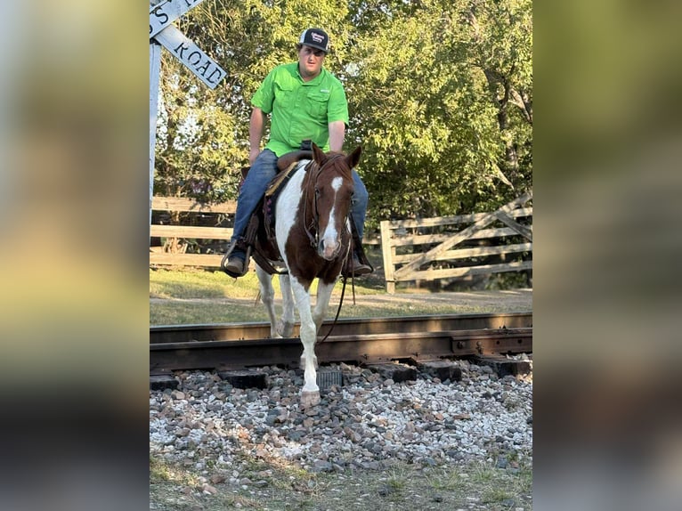 Paint Horse Wałach 10 lat 142 cm Tobiano wszelkich maści in Poolville KY