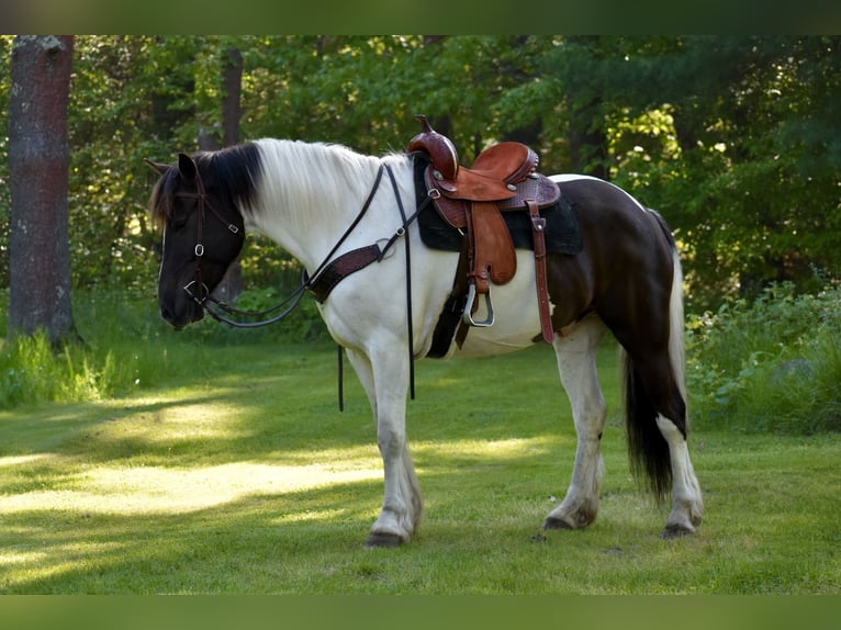 Paint Horse Mix Wałach 10 lat 157 cm in Middleboro, MA