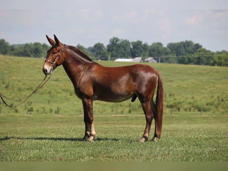 Paint Horse Wałach 11 lat 163 cm in Grapeland TX