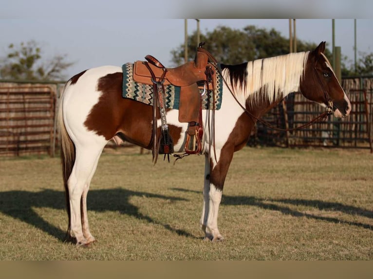 Paint Horse Wałach 14 lat 152 cm Tobiano wszelkich maści in Lipan TX