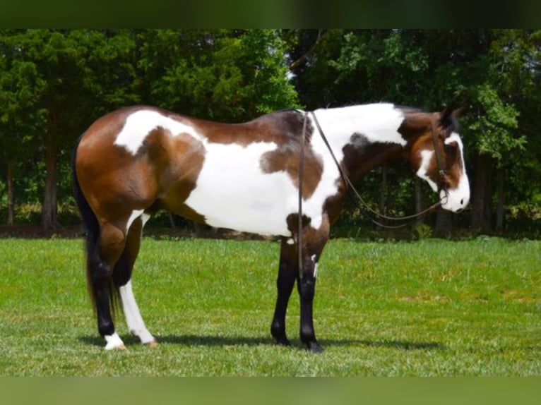 Paint Horse Wałach 16 lat Overo wszelkich maści in Greeneville Ky