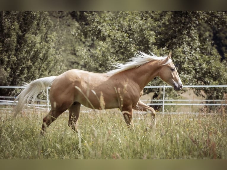 Paint Horse Wałach 2 lat 145 cm Izabelowata in Modautal