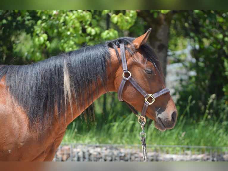 Paint Horse Wałach 2 lat 150 cm Srokata in Nohfelden