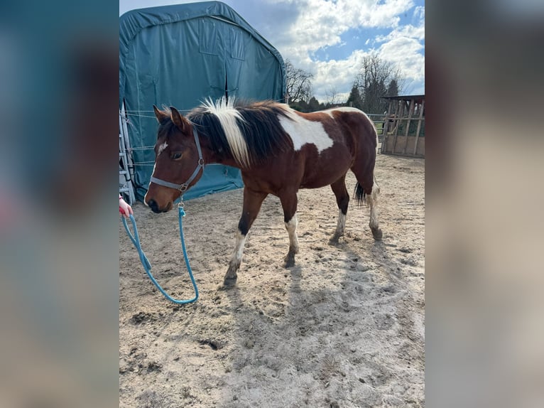 Paint Horse Wałach 2 lat 150 cm Tobiano wszelkich maści in Straubenhardt