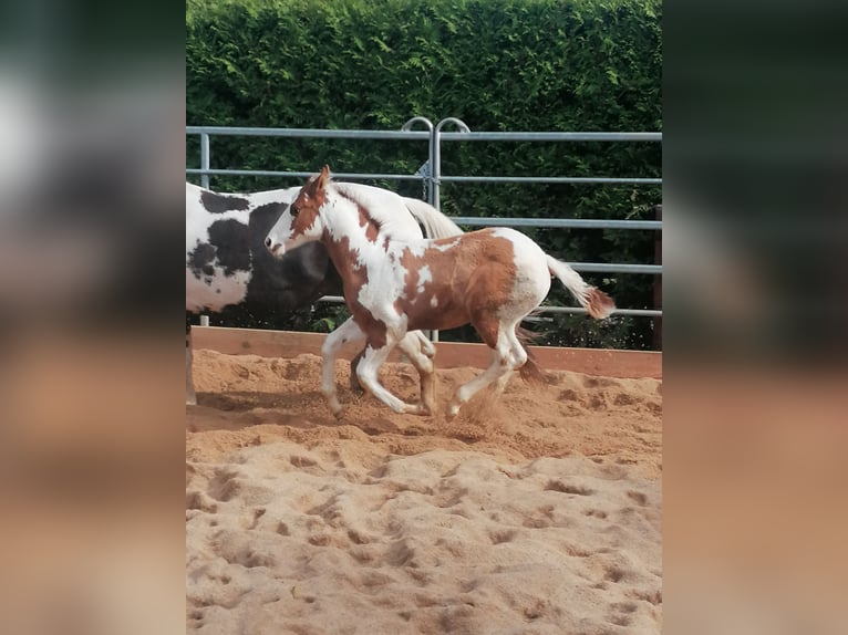Paint Horse Wałach 2 lat 152 cm Tovero wszelkich maści in Ahorn