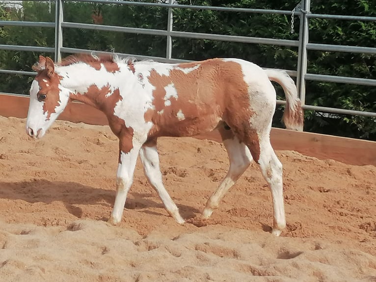 Paint Horse Wałach 2 lat 152 cm Tovero wszelkich maści in Ahorn