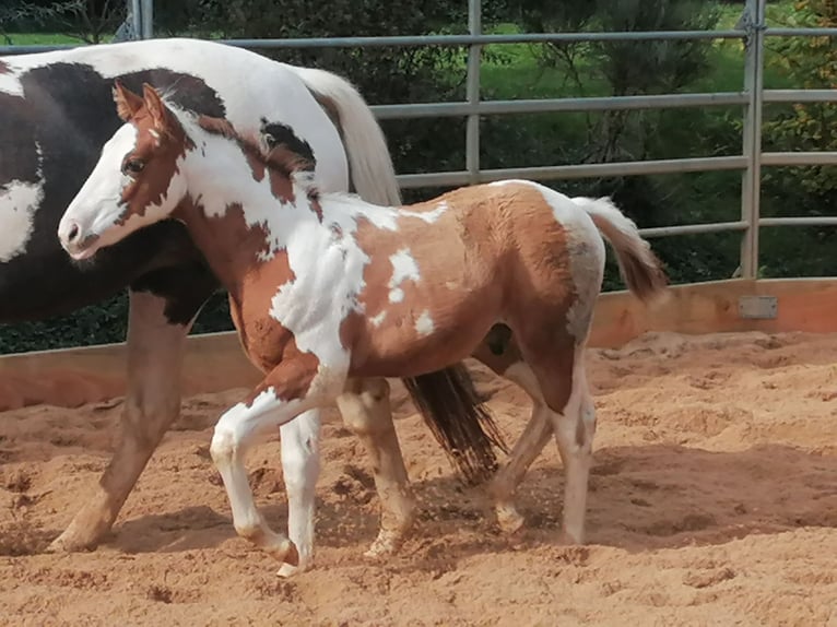 Paint Horse Wałach 2 lat 152 cm Tovero wszelkich maści in Ahorn