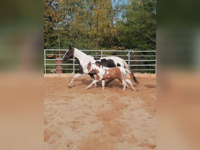 Paint Horse Wałach 2 lat 152 cm Tovero wszelkich maści in Ahorn
