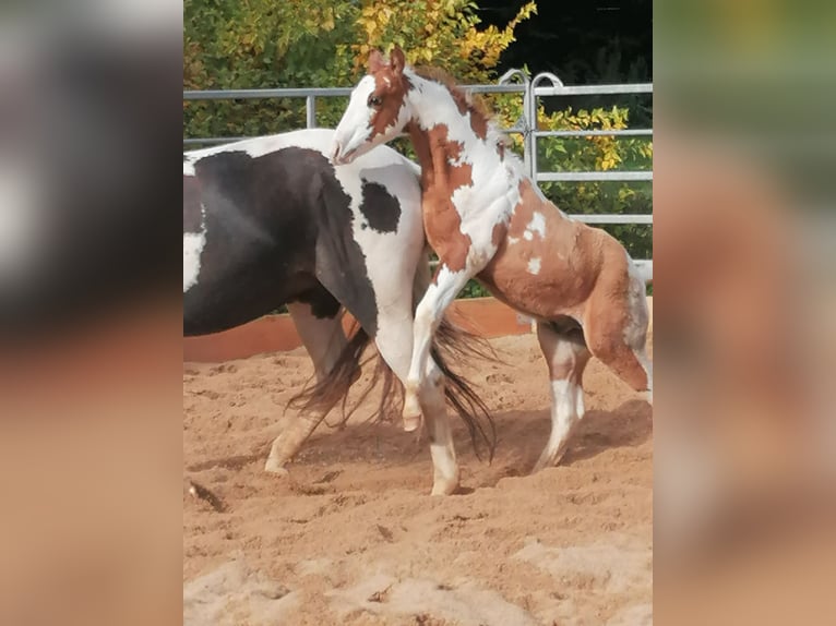 Paint Horse Wałach 2 lat 152 cm Tovero wszelkich maści in Ahorn