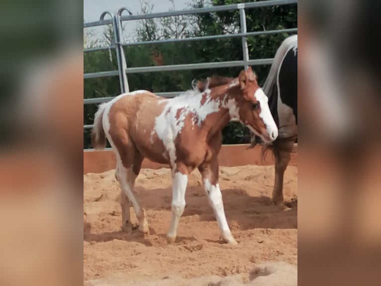 Paint Horse Wałach 2 lat 152 cm Tovero wszelkich maści in Ahorn