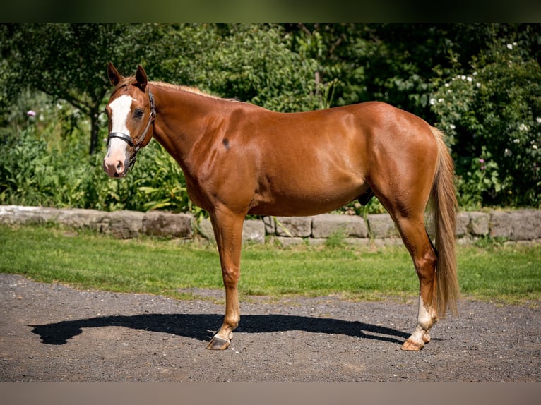 Paint Horse Wałach 3 lat 155 cm Overo wszelkich maści in Zakupy