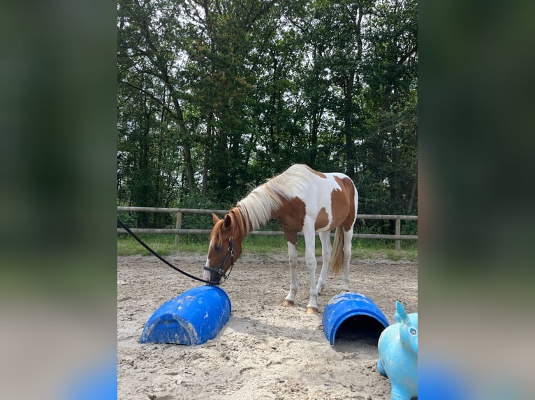 Paint Horse Wałach 3 lat 155 cm Tobiano wszelkich maści in Sylvains Les Moulins