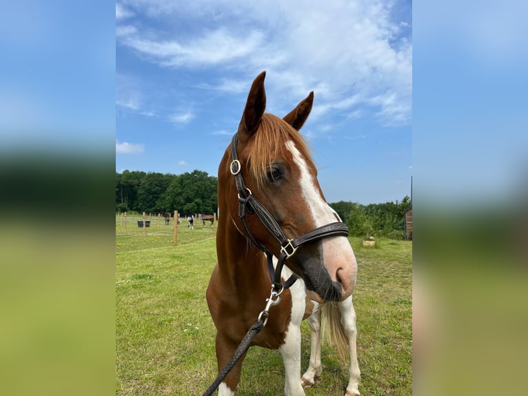 Paint Horse Wałach 3 lat 155 cm Tobiano wszelkich maści in Sylvains Les Moulins