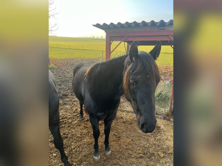 Paint Horse Wałach 3 lat 158 cm Kara in Gro&#xDF;-Umstadt