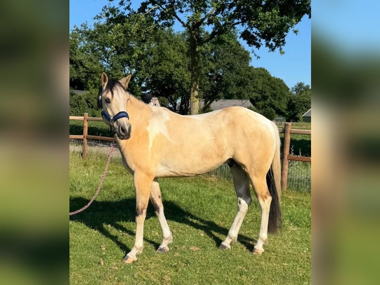 Paint Horse Wałach 3 lat 160 cm Tobiano wszelkich maści in De Kiel