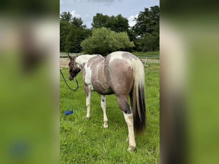 Paint Horse Wałach 3 lat Tobiano wszelkich maści in Limburgerhof
