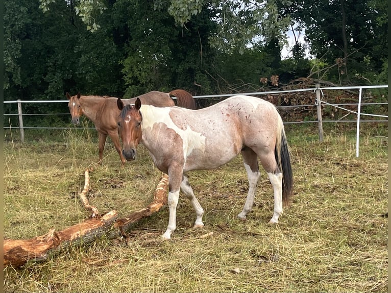 Paint Horse Wałach 3 lat Tobiano wszelkich maści in Limburgerhof