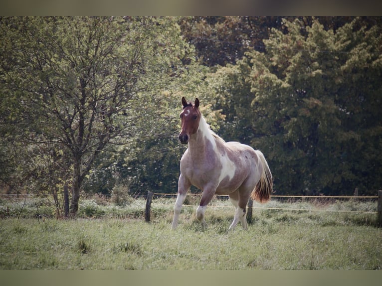 Paint Horse Wałach 3 lat Tobiano wszelkich maści in Limburgerhof