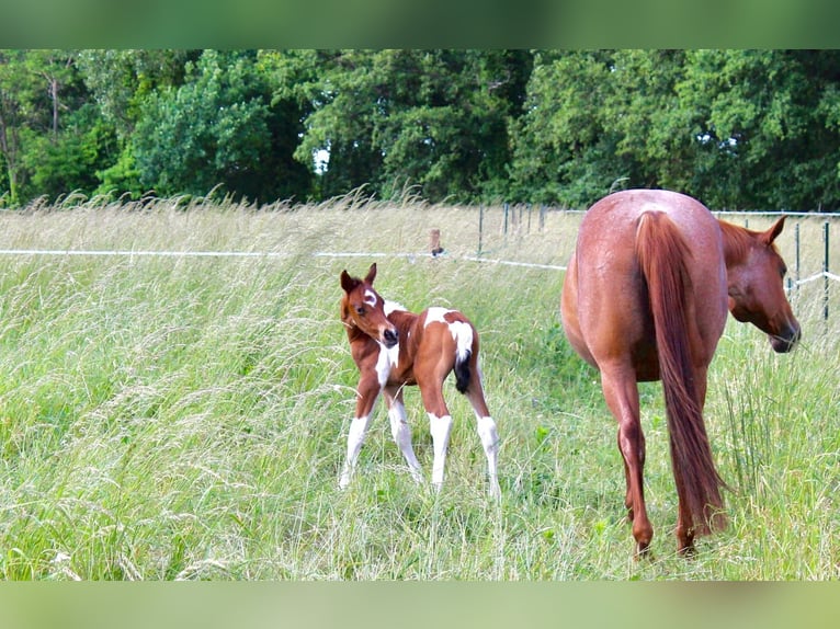 Paint Horse Wałach 3 lat Tobiano wszelkich maści in Limburgerhof