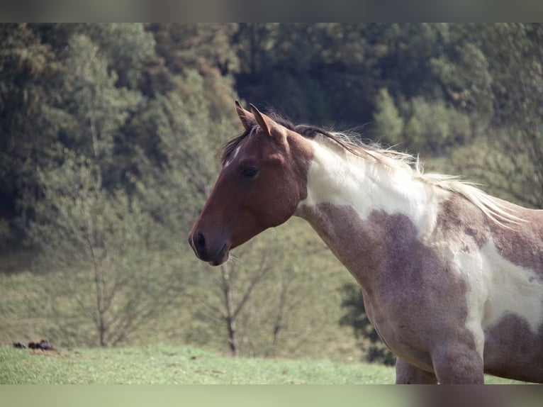 Paint Horse Wałach 3 lat Tobiano wszelkich maści in Limburgerhof