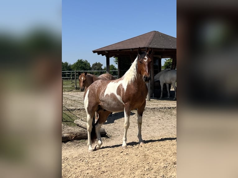 Paint Horse Wałach 3 lat Tobiano wszelkich maści in Limburgerhof