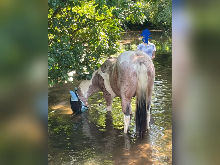 Paint Horse Wałach 3 lat Tobiano wszelkich maści in Limburgerhof