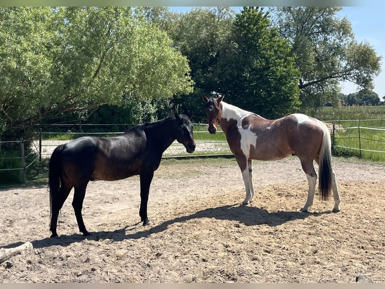 Paint Horse Wałach 3 lat Tobiano wszelkich maści in Limburgerhof