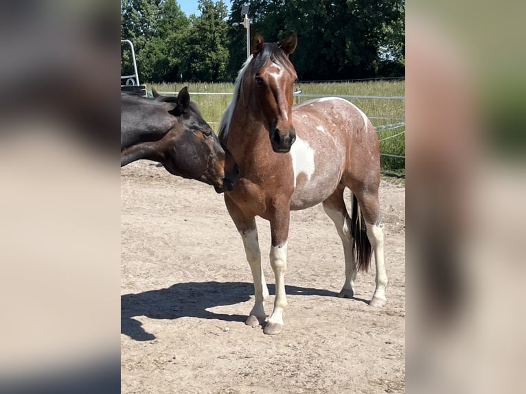 Paint Horse Wałach 3 lat Tobiano wszelkich maści in Limburgerhof