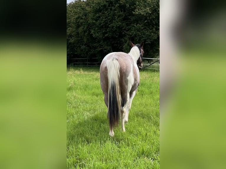 Paint Horse Wałach 3 lat Tobiano wszelkich maści in Limburgerhof
