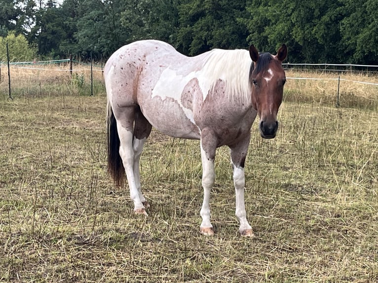 Paint Horse Wałach 3 lat Tobiano wszelkich maści in Limburgerhof
